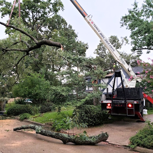 Tree Services